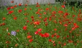 Bièvres_16-06-04_07_.jpg
