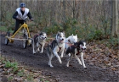 CHIENS TRAIN_13-12-15_318