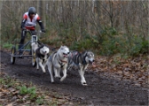 CHIENS TRAIN_13-12-15_334