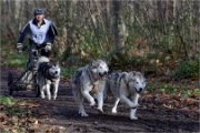 CHIENS TRAIN_13-12-15_381