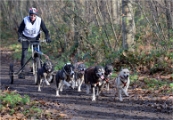 CHIENS TRAIN_13-12-15_388