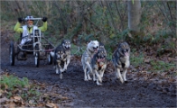CHIENS TRAIN_13-12-15_403