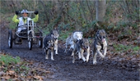 CHIENS TRAIN_13-12-15_404