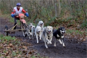 CHIENS TRAIN_13-12-15_416