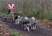 CHIENS TRAIN_13-12-15_424
