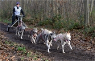 CHIENS TRAIN_13-12-15_440