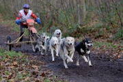 Chiens de traineaux   55