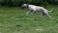 Levriers_19-04-27_126_