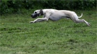 Levriers_19-04-27_127_