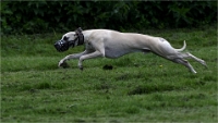Levriers_19-04-27_134_