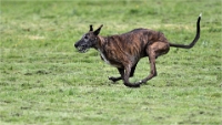 Levriers_19-04-27_201_