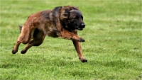 Levriers_19-04-27_242_