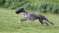 Levriers_19-04-27_427_